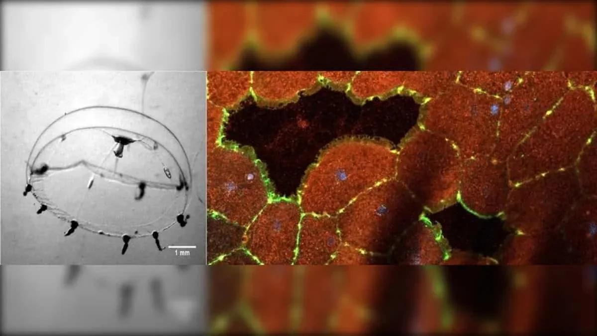Jellyfish Healing Mechanism Offers Clues for Scar-Free Tissue Repair