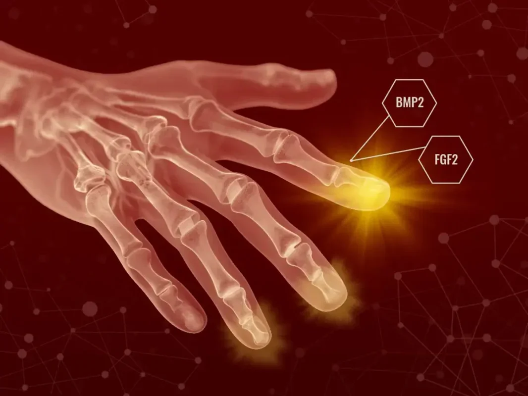 Scientists Regrow Toe-Like Tissue in Mice, Opening New Doors for Regenerative Medicine