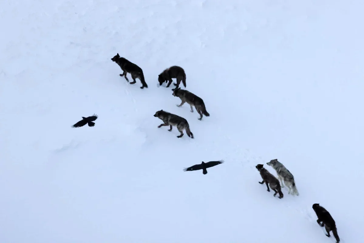 Ravens Don't Just Follow Wolves -- They Remember Where Food Is Likely to Appear