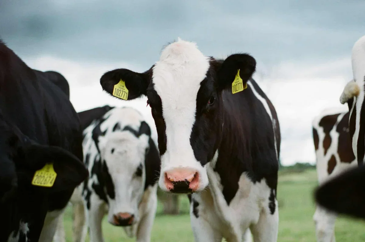 Cow Manure Biogas Emerges as a New Power Source for Data Centers