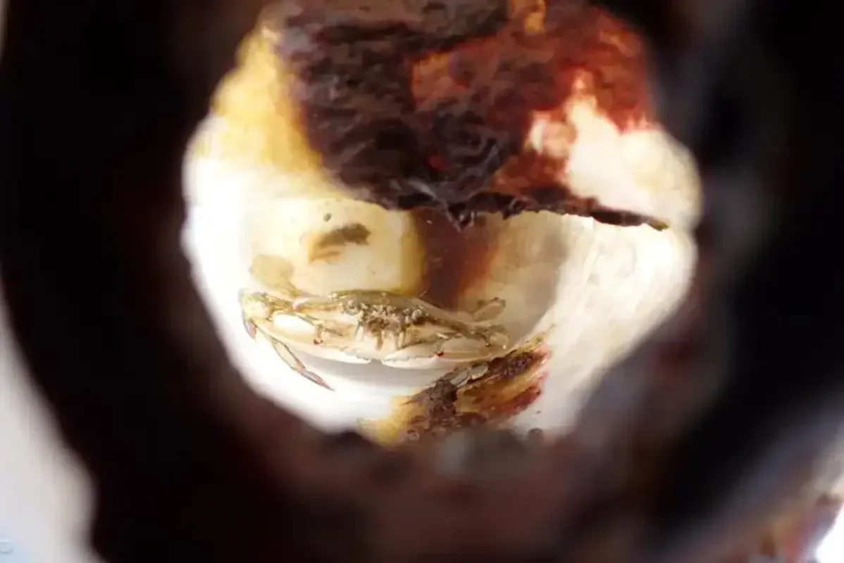 A Crab Lived for Months Inside a Drifting Plastic Bottle by Feeding on Fish