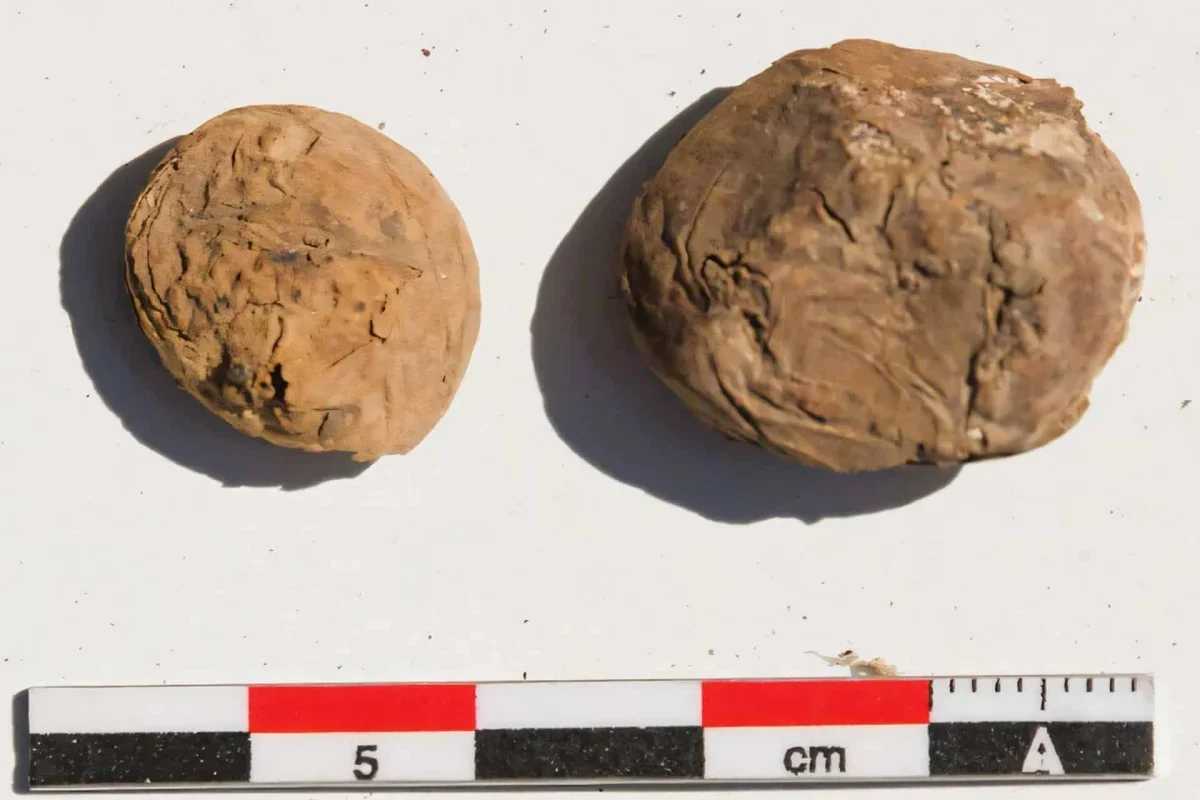 500-Year-Old Freeze-Dried Potatoes Reveal Inca Food Network