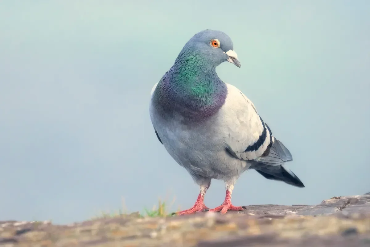 Roost turns messaging into a slow, bird-paced social experience