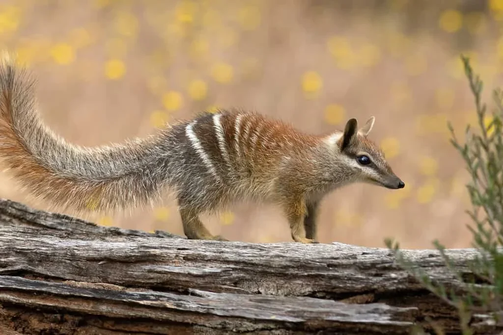 Australia's Numbat Recovery Marks a Major Conservation Milestone