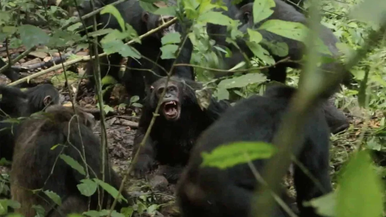 Animals Begin Conflict Planning Long Before Rival Encounters