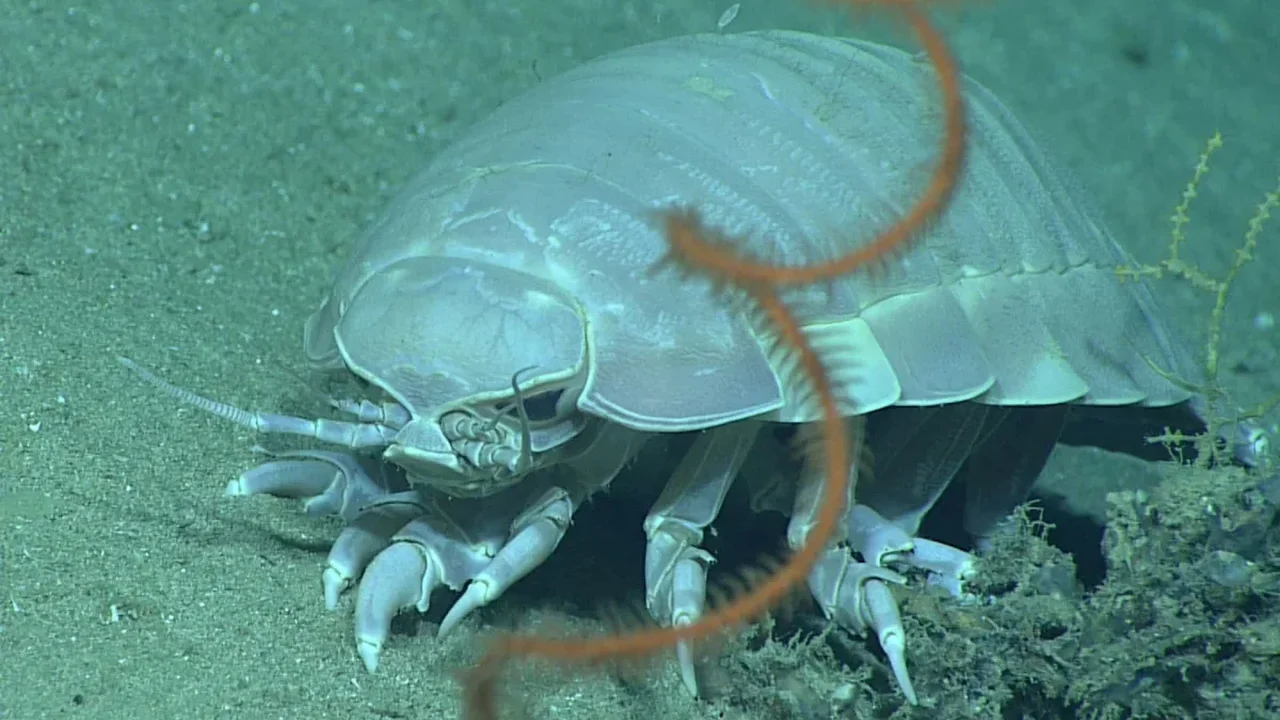 Deep-Sea Isopod Reveals a Rare Genetic Strategy for Surviving Years Without Food