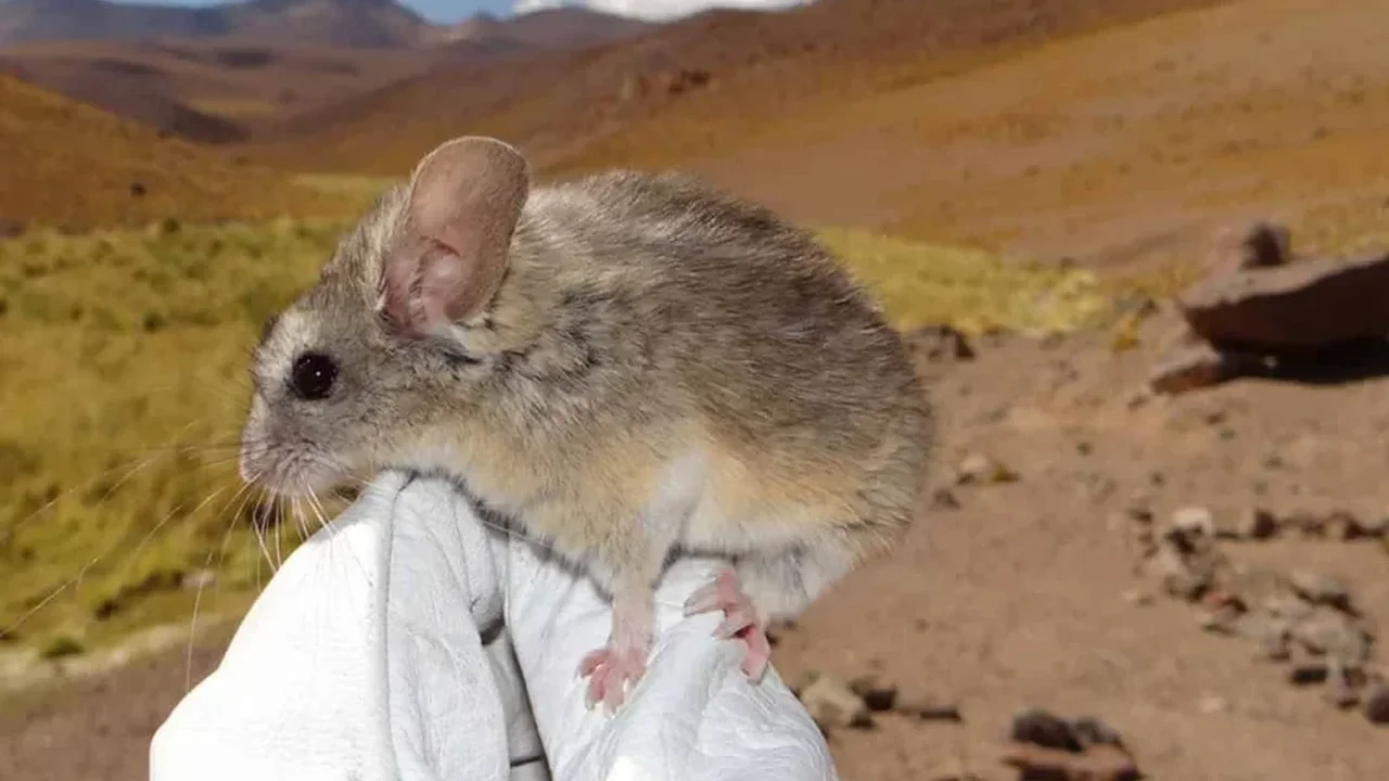 Andean Leaf-Eared Mouse Reveals Survival Secrets at Extreme Altitude