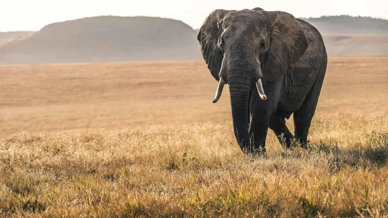 Elephants May Detect Long-Distance Messages Through Ground Vibrations