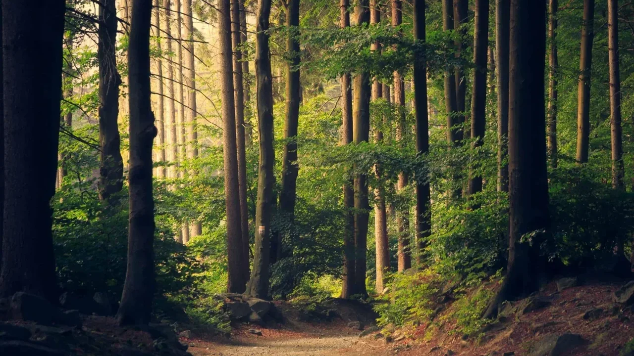 China's Planted Forests Reveal a Surprising Growth Edge