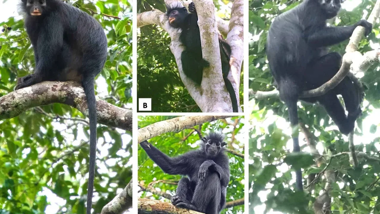 Congo Rainforest Yields a Newly Identified Monkey Species