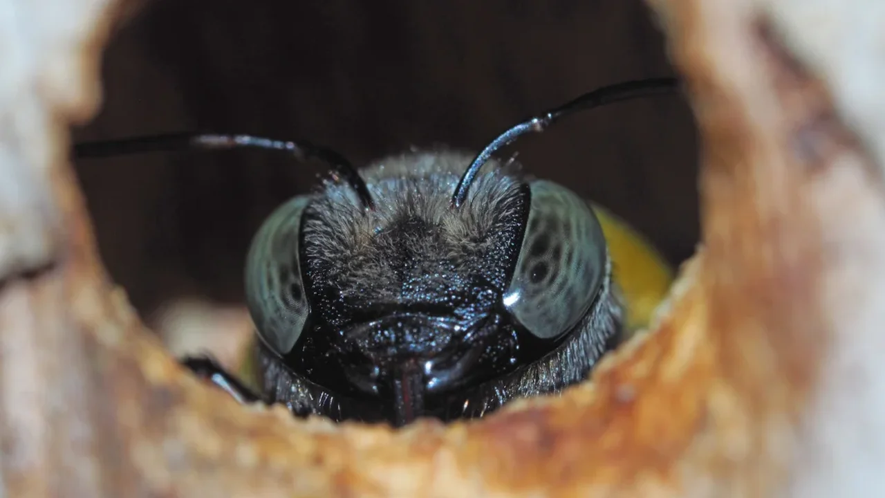 Rising CO2 Levels Could Reshape the Future of the World's Largest Bees