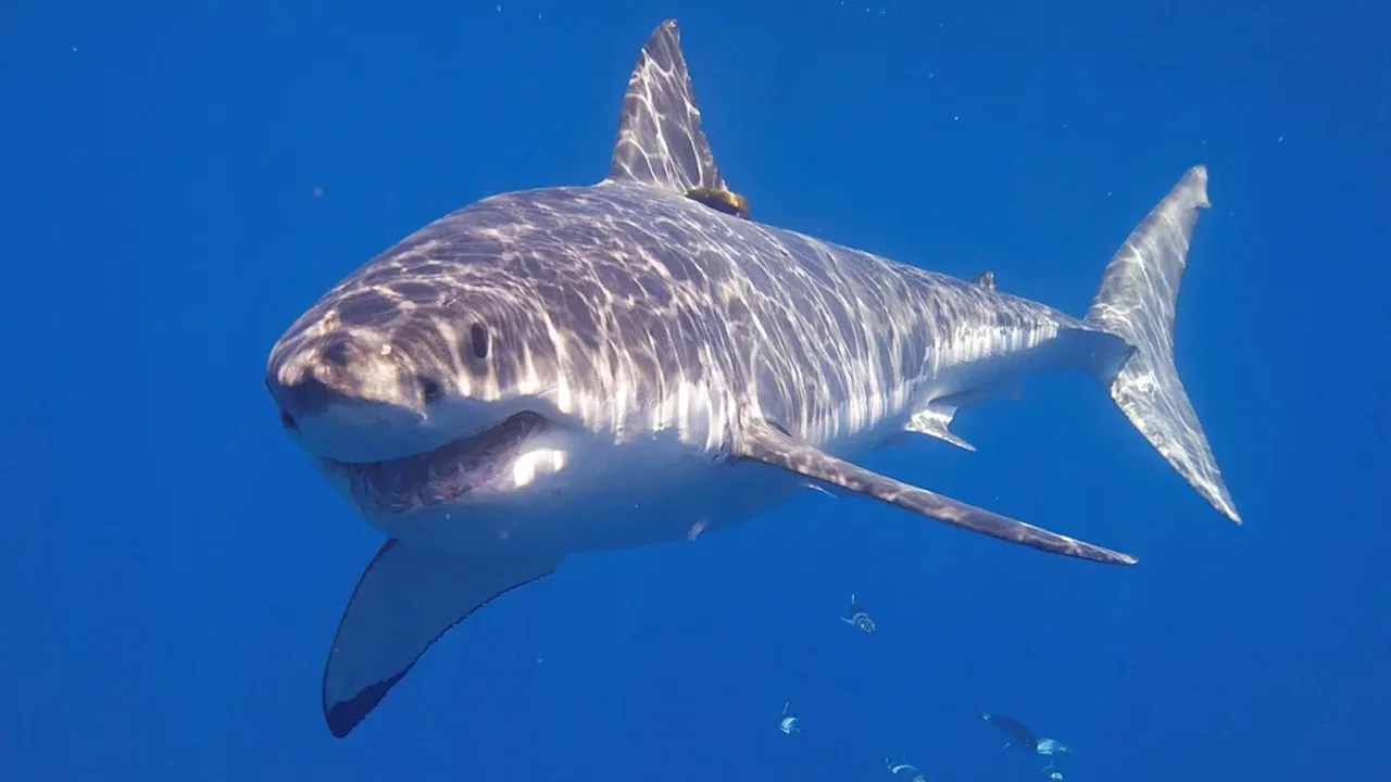 Shark Researcher Says Our Fear of Sharks Is Often Misplaced