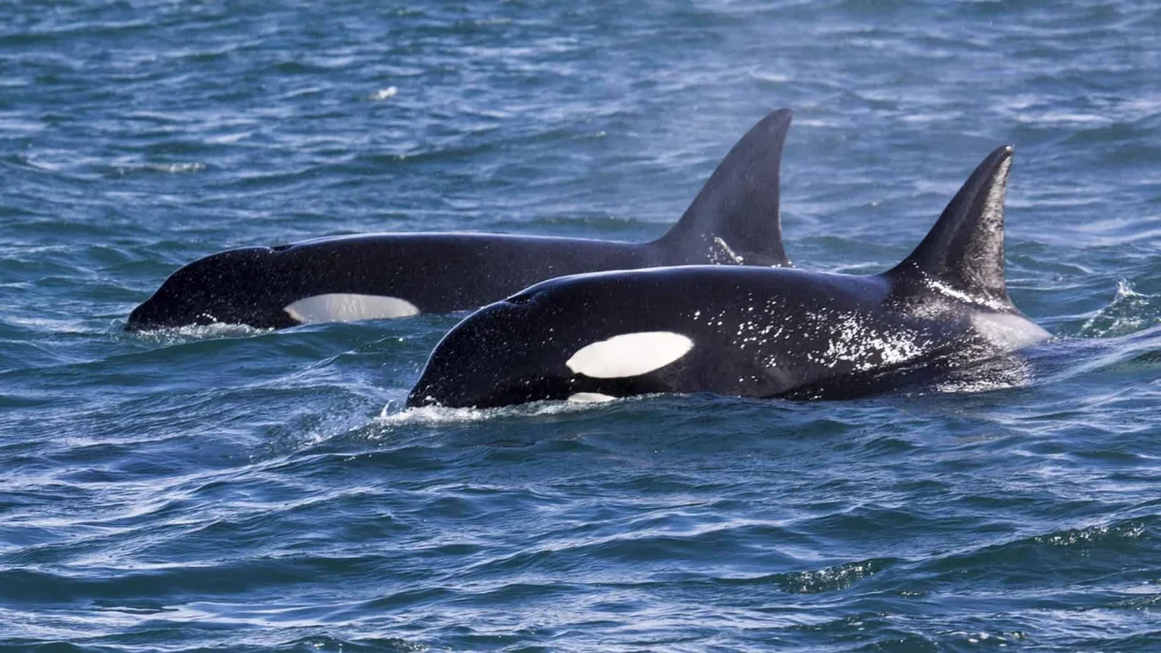 Orcas Documented Using a New "Hold-to-Ram" Hunting Technique