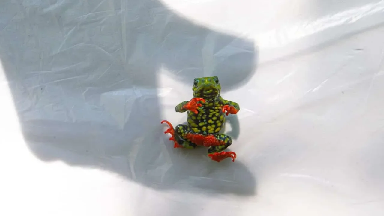 Brazil's Tiny Red-Bellied Toad Becomes a Symbol of Conservation Resilience
