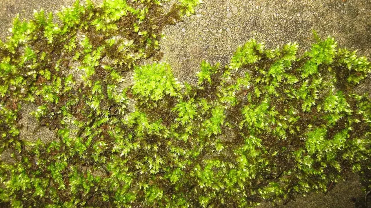 Moss Reveals Hidden Electrical Activity in a Week-Long Study