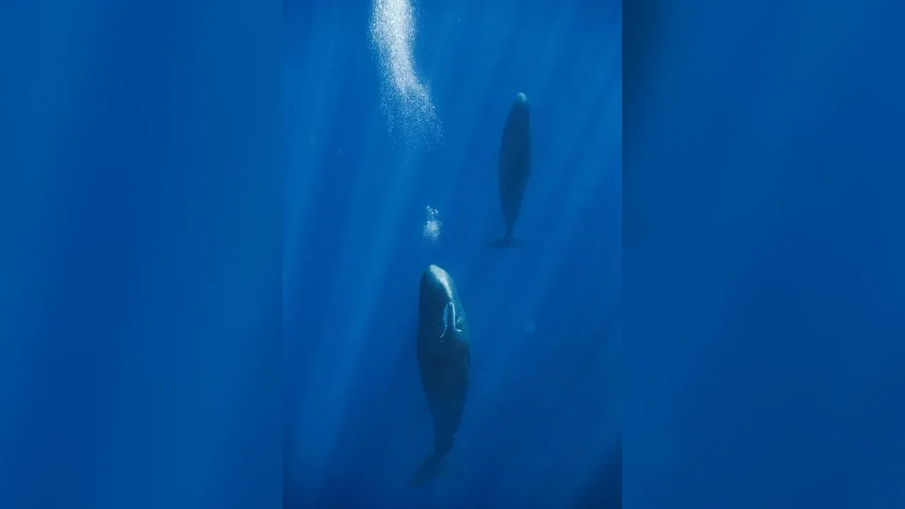 Sperm Whales May Use Bubble Releases to Stabilize Their Vertical Rest