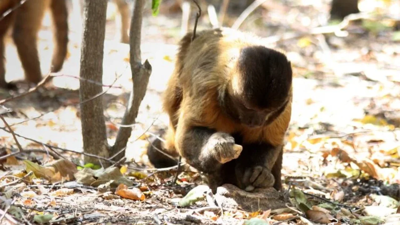 Do Animals "Cook"? Nature's Clever Food-Processing Tricks