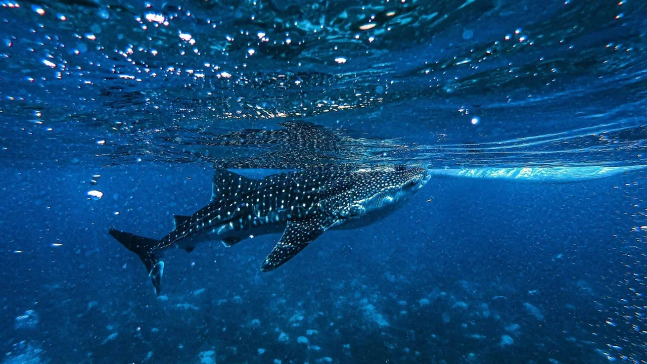 Whale Sharks' Hidden Feeding Habits Revealed by Onboard Cameras
