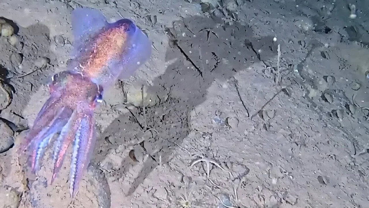 Arctic Bobtail Squid Filmed in Greenland Fjord for the First Time