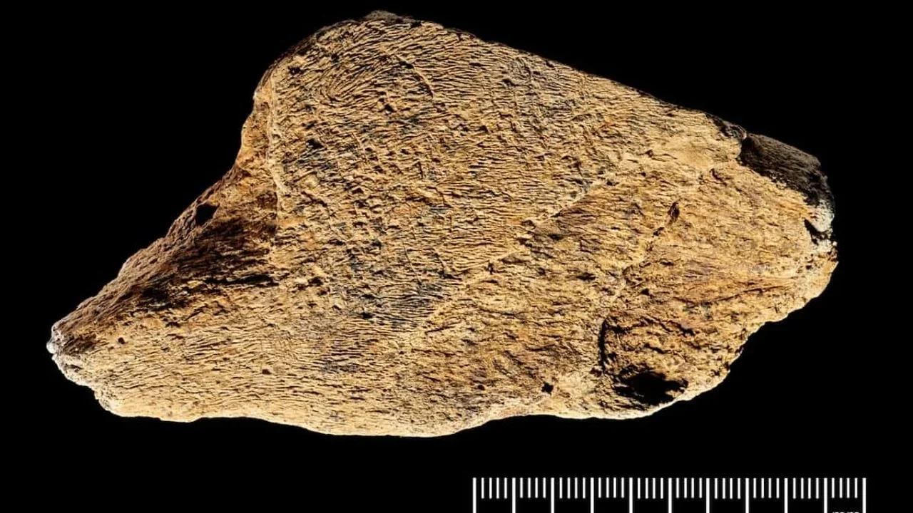 480,000-Year-Old Elephant Bone Tool Reveals Ancient Britain's Stone-Working Skill