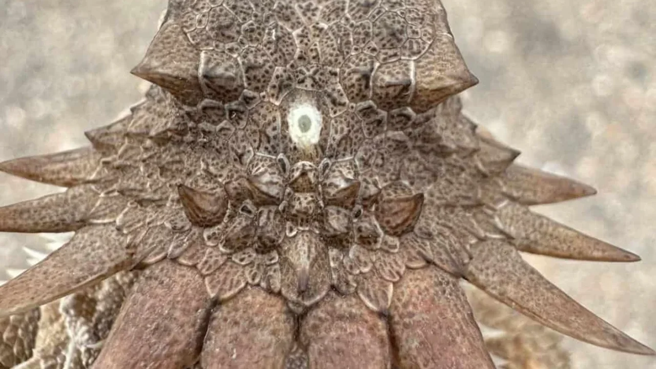 Human Eyes May Trace Back to an Ancient One-Eyed Ancestor