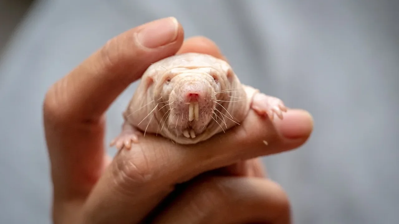 The Mole-Rat Queen's Scent That Keeps the Colony in Balance