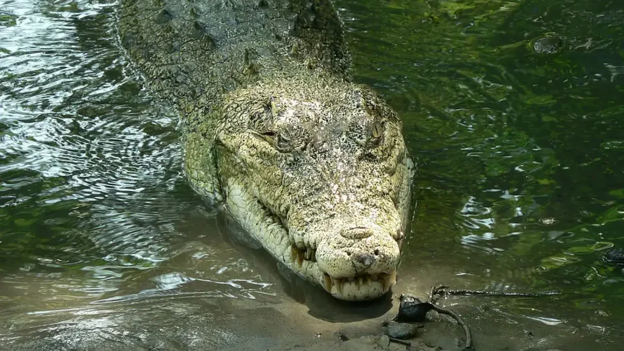 Saltwater Crocodiles Ride Ocean Currents Between Islands