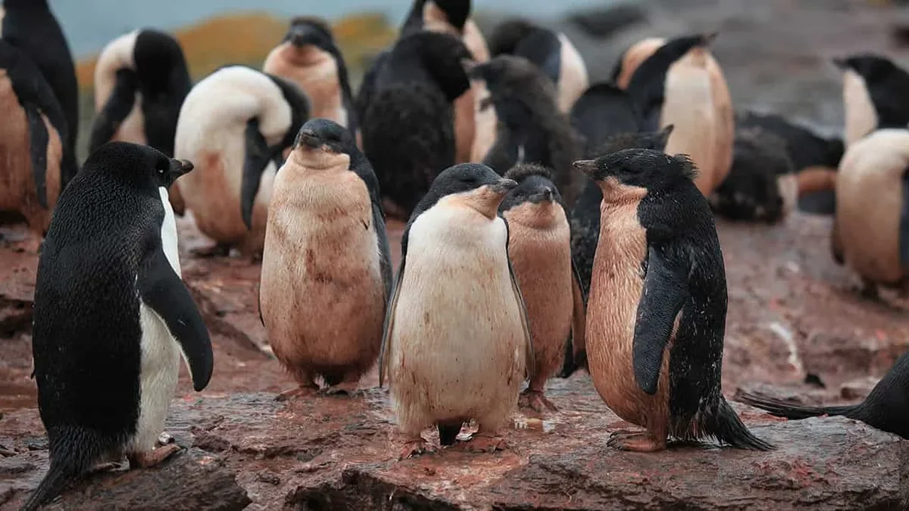 Satellite Data Reveals How Antarctic Penguin Diets Are Shifting