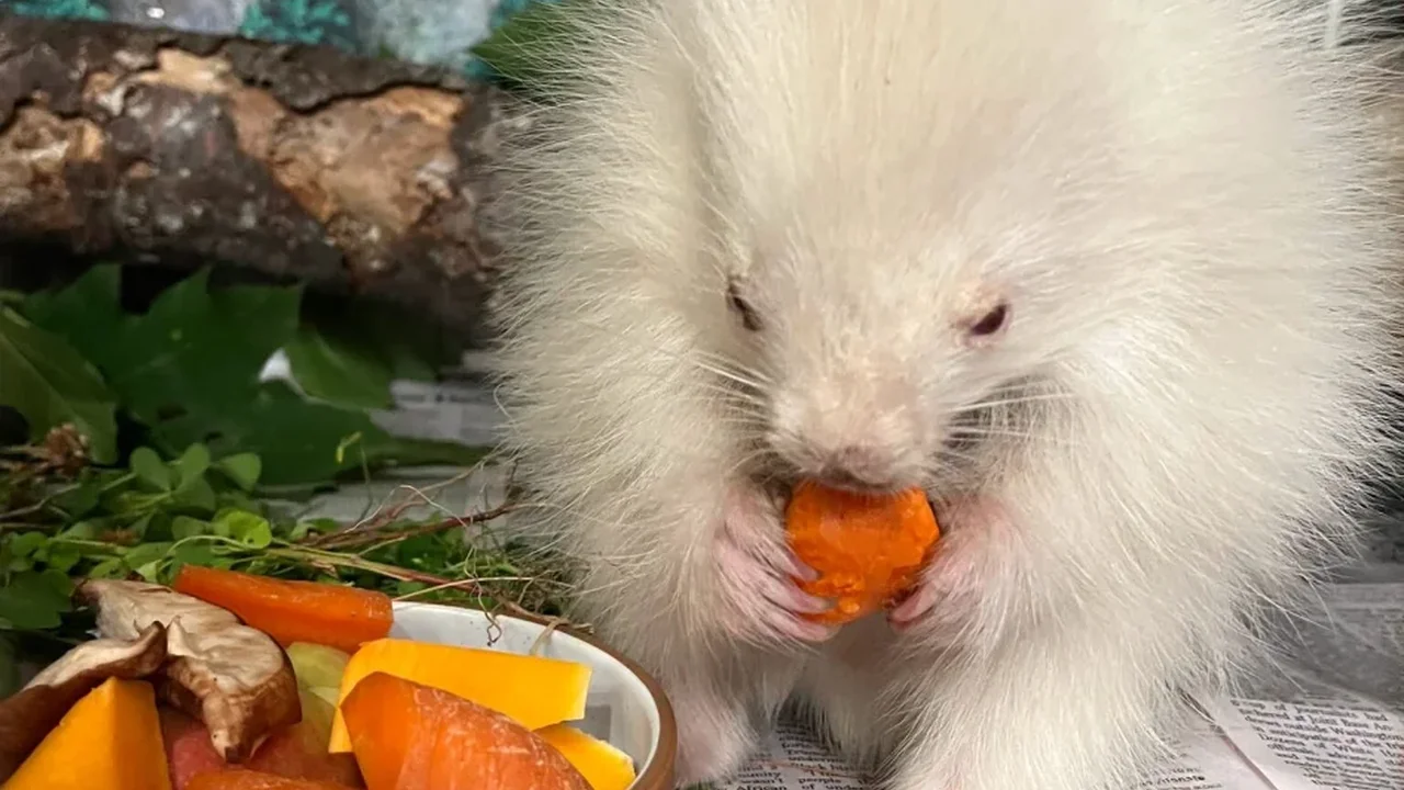Rare Albino Porcupine Receives Care in Maine After Woods Rescue