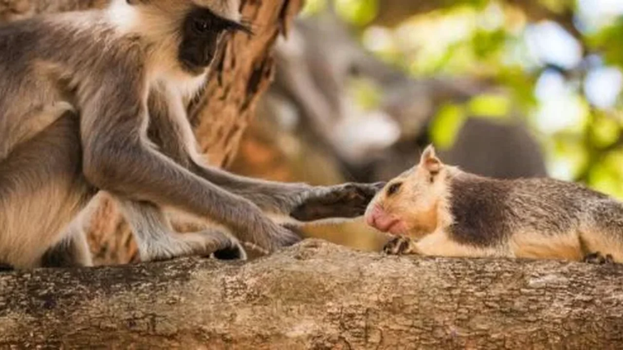 Monkeys Show Cross-Species Bonds That Resemble Pet-Like Companionship