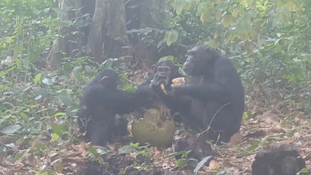 Wild chimpanzees may regularly consume fermented fruit and share it