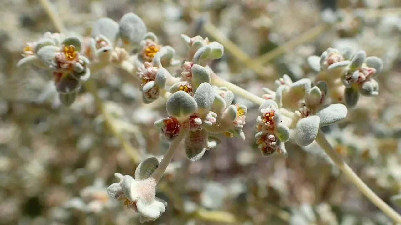 Death Valley Plant Reveals a Built-In Cooling Strategy for Extreme Heat