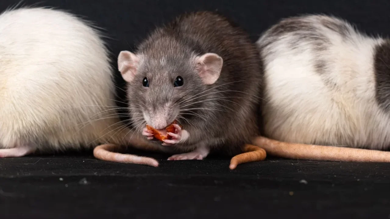 Scientists Pinpoint Brain Cells Linked to Sustained Motivation