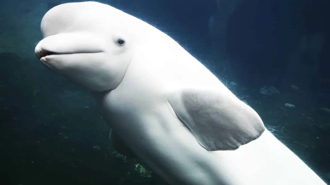 Operation Beluga: How an Icebreaker Helped Thousands of Belugas Reach Open Water