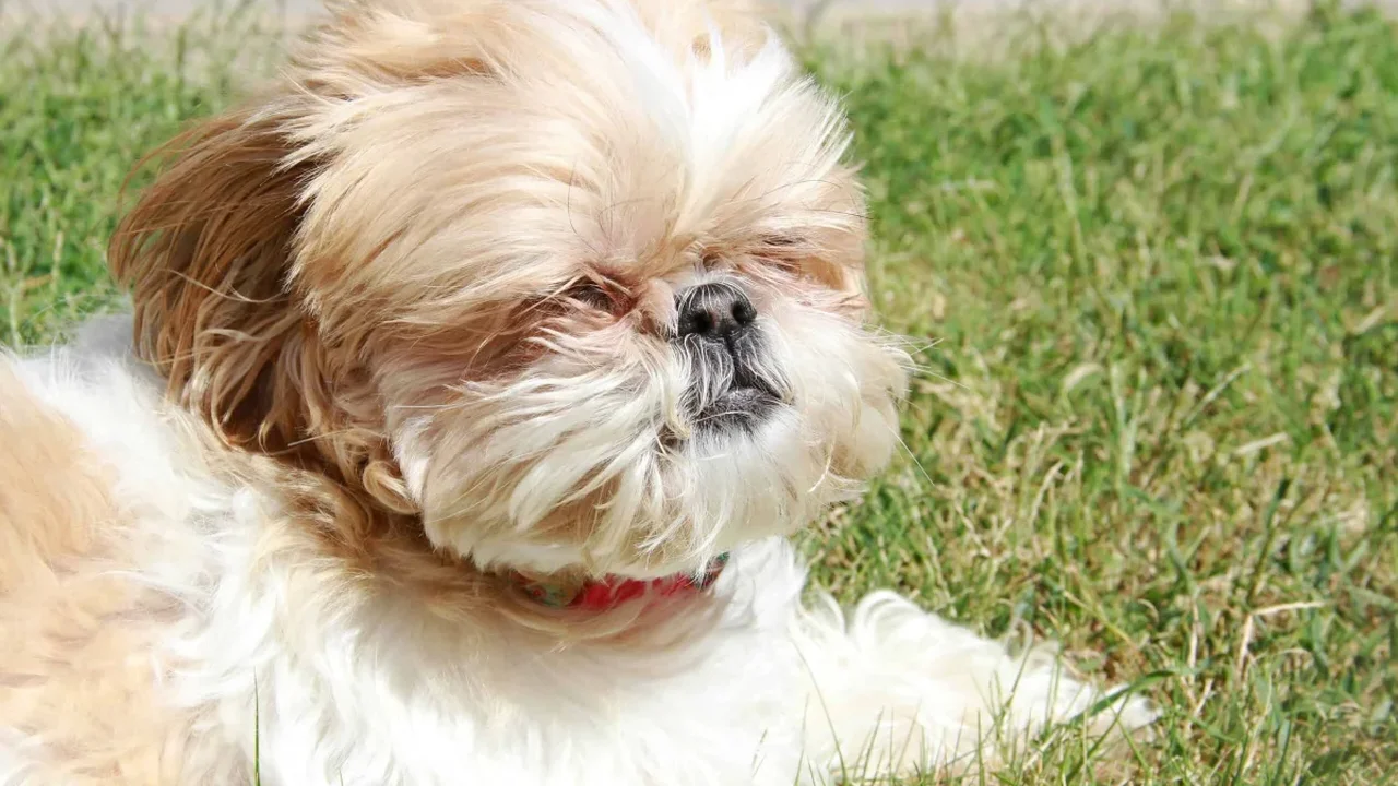 Poochmaxxing: How Pet Wellness Became the New Lifestyle Trend