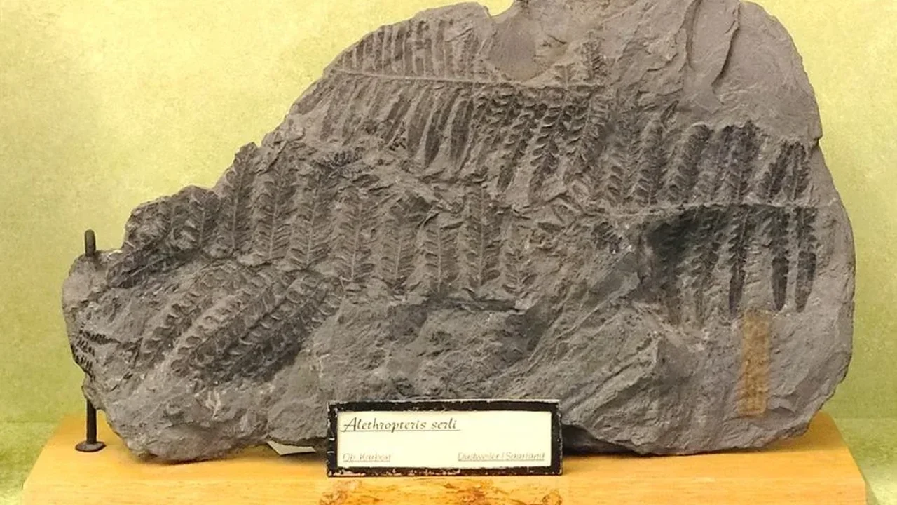 University of Bonn Seeks Public Help After Fossil Exhibits Go Missing