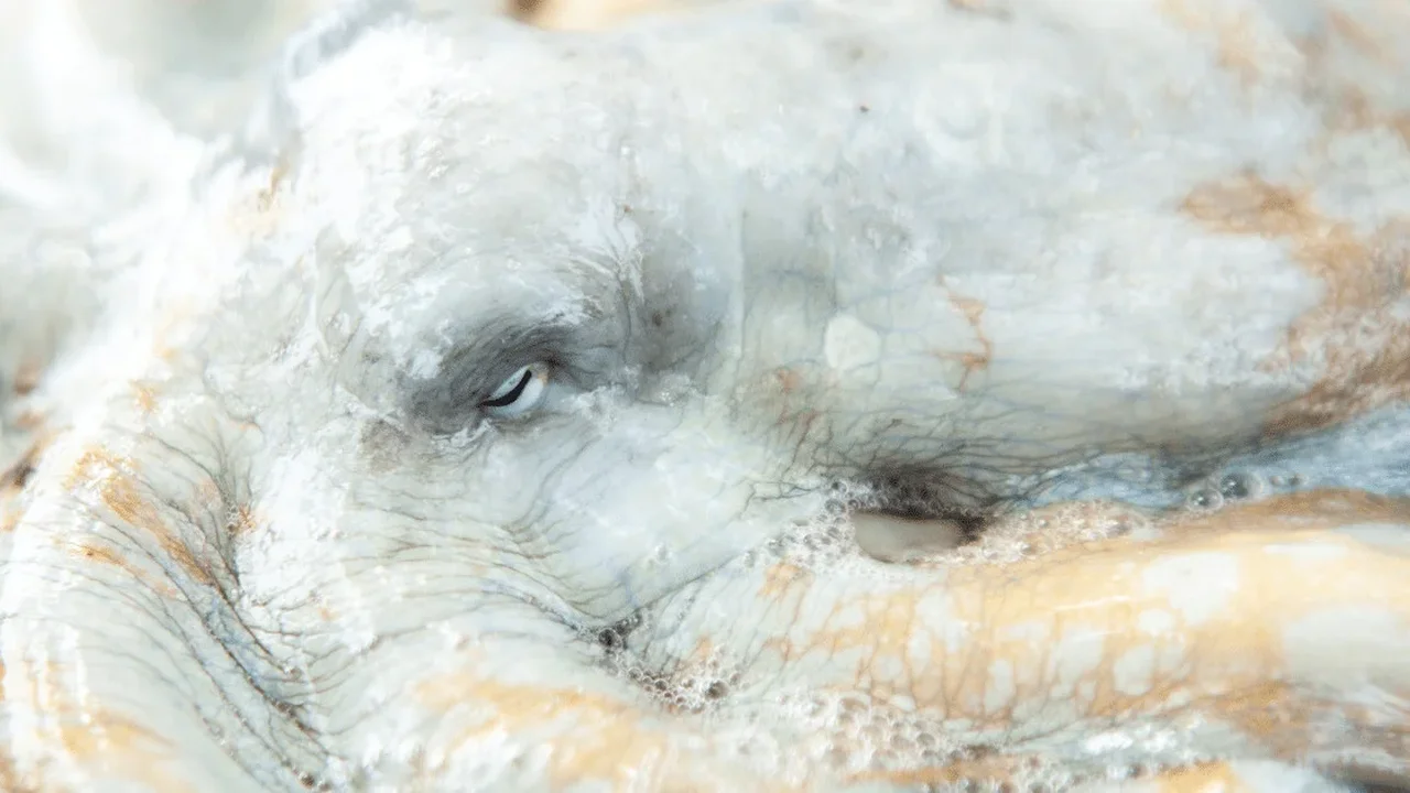 World's First Commercial Octopus Farm Plan Withdrawn After Global Scientific and Public Push