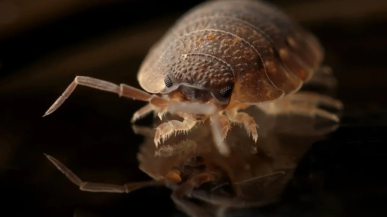 Bed Bugs Reveal an Unexpected Sensitivity to Moisture
