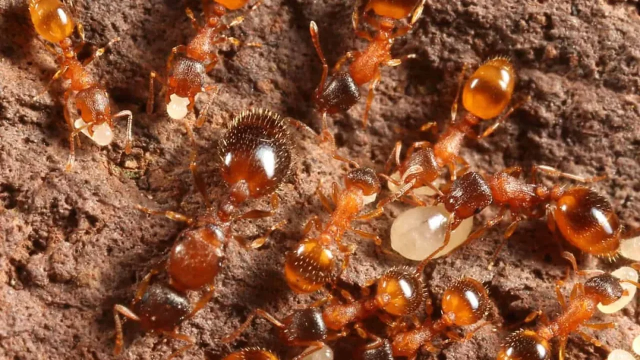 A Single Ant May Trigger the Colony's Rhythmic Pulse