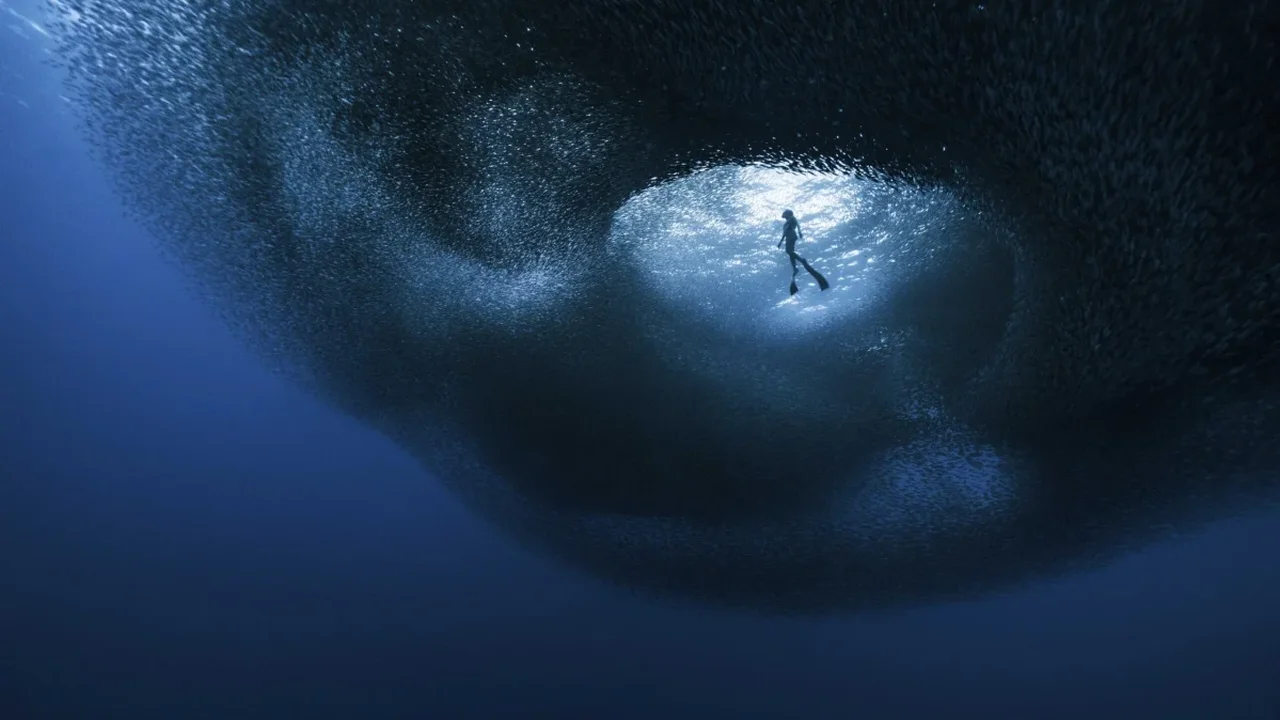 Ocean Photographer of the Year Finalists Reveal the Beauty of Marine Life