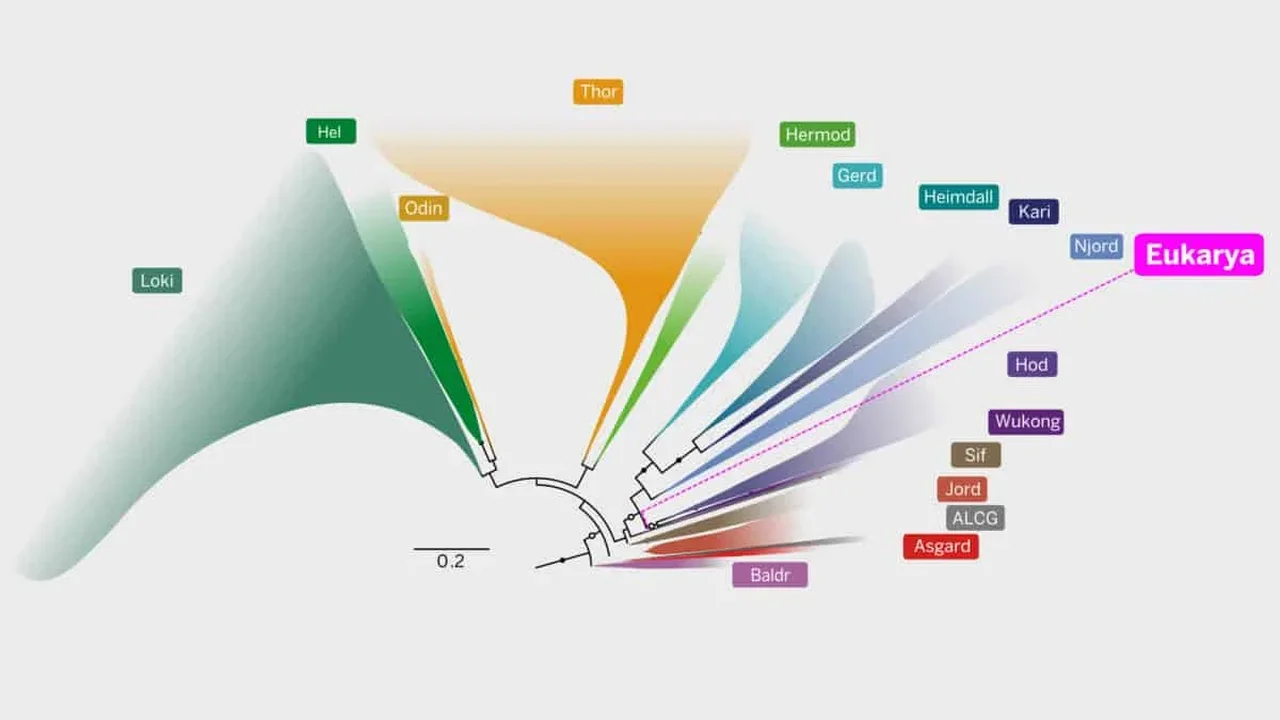 Scientists Trace Complex Life Back to an Ancient Asgard Ancestor