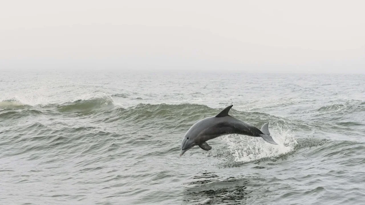 Australian Dolphins Found Using Seashells as Fishing Tools