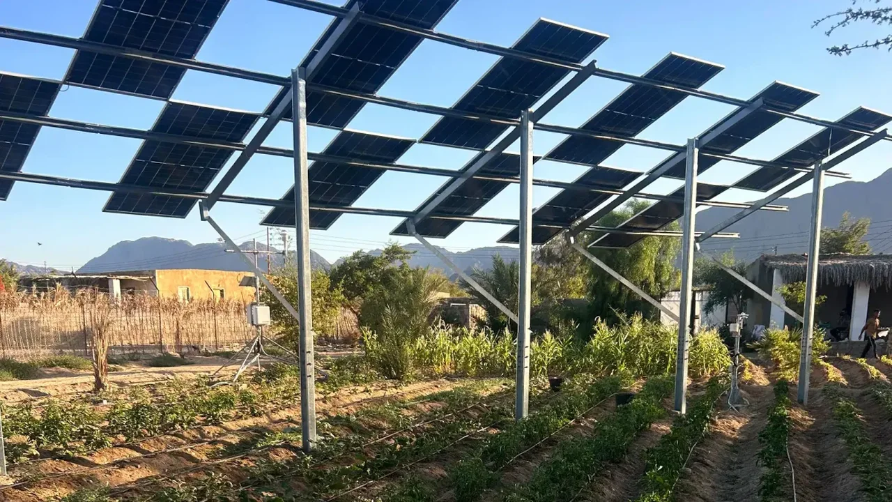 Egyptian Farmers Test Solar-Shaded Fields for Smarter Harvests