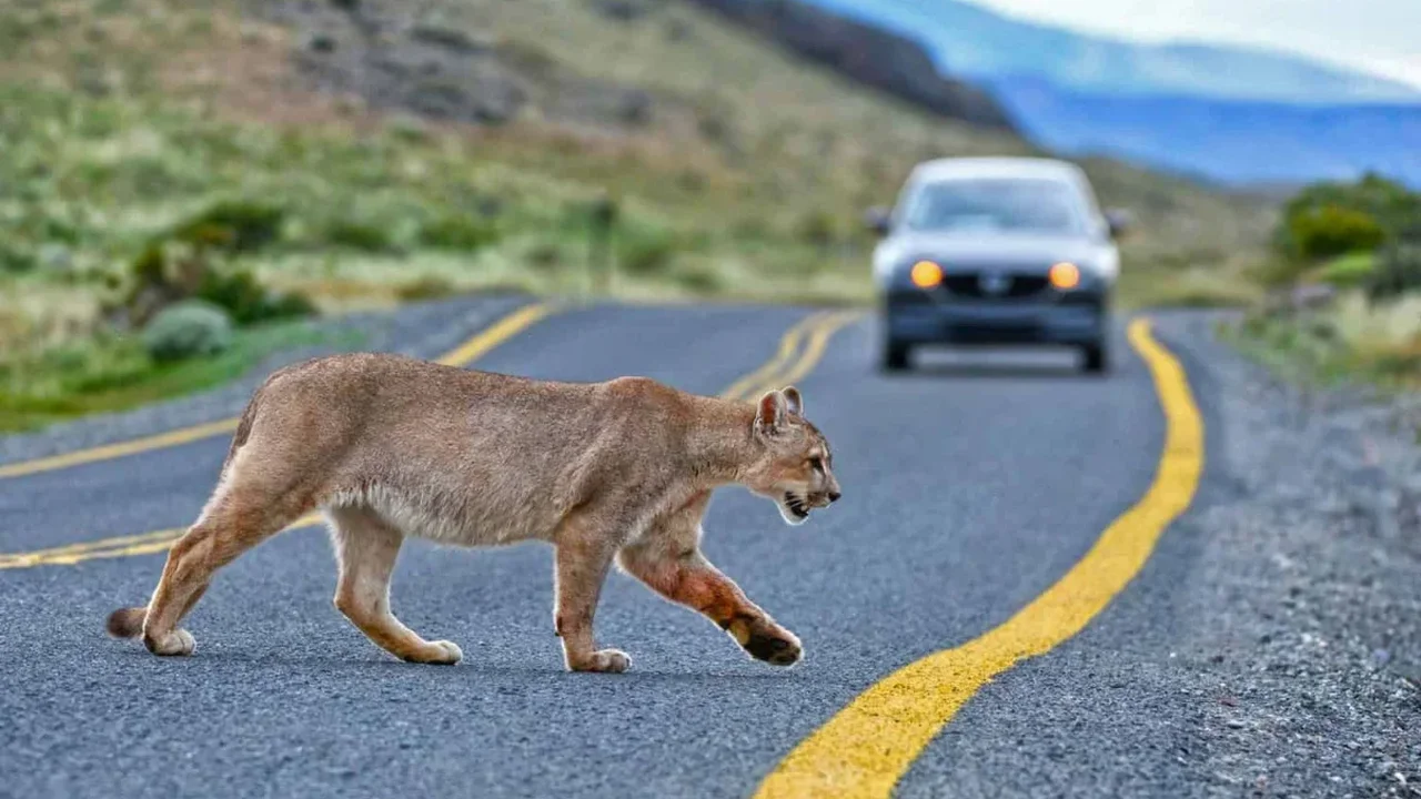 Cougars May Help Reduce Deer-Related Road Collisions by Up to 76%