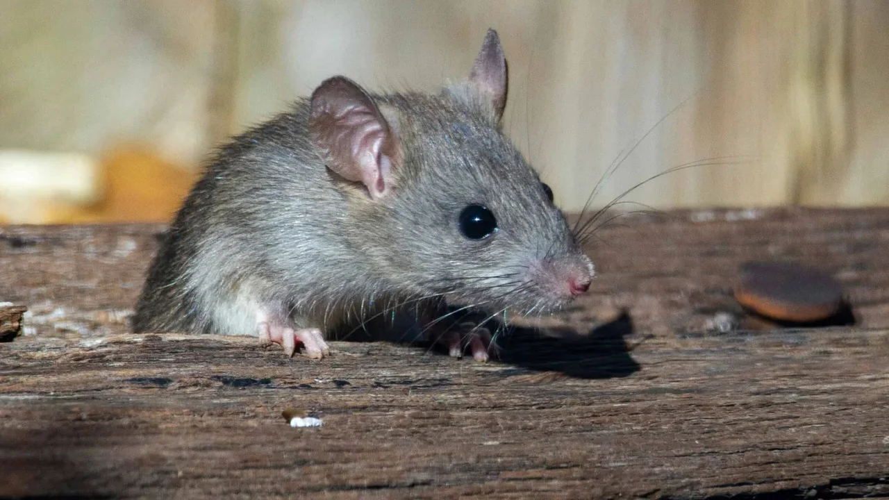 Japanese Scientists Turn a Single Male Mouse Genome into Both Sexes