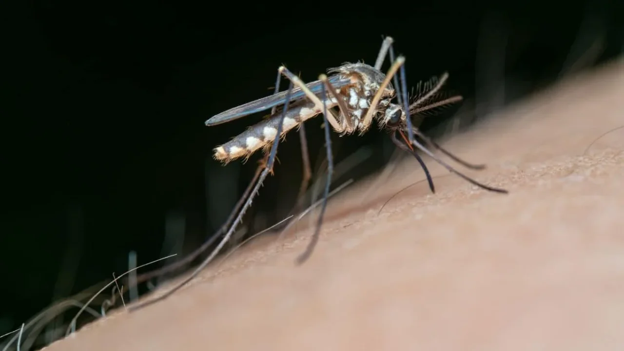 A Malaria Drug May Turn Mosquito Bites Into Immune Boosters in Mice