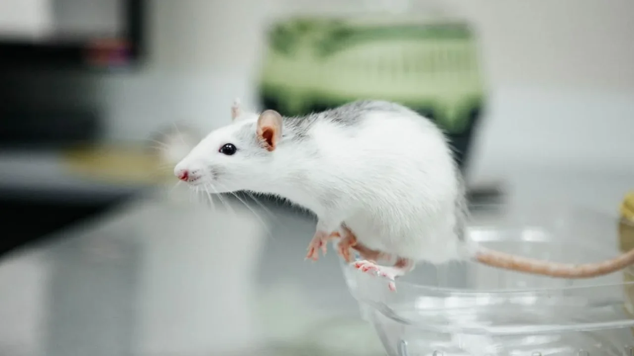 Mice Kept Their Memories Even After Losing Over Half of Brain Synapses