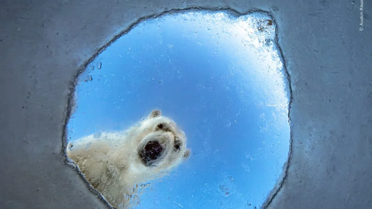 Wildlife Photographer of the Year Narrows 65,000 Submissions to 100 Finalists