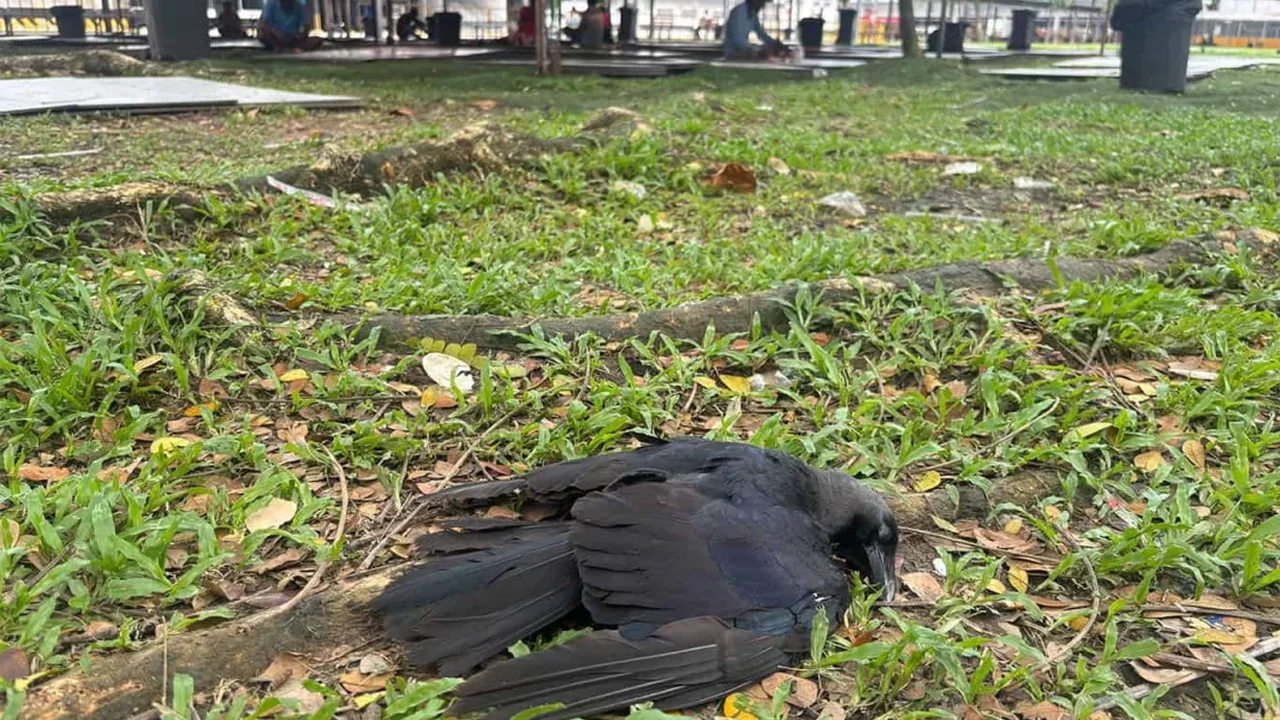 Singapore's Crow Dilemma: Urban Growth, Bird Habitats and Coexistence