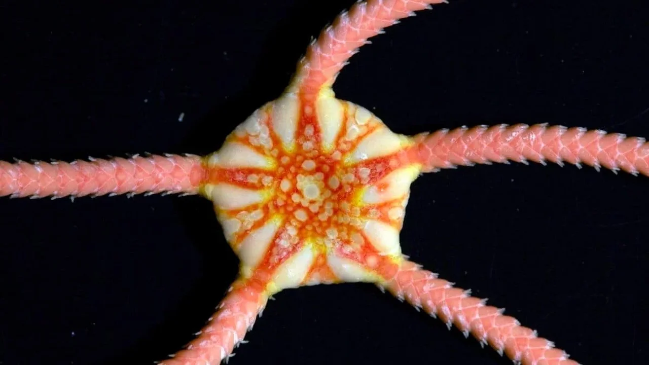 Indian Ocean expedition reveals 149 new deep-sea species and a vast shark-tooth archive
